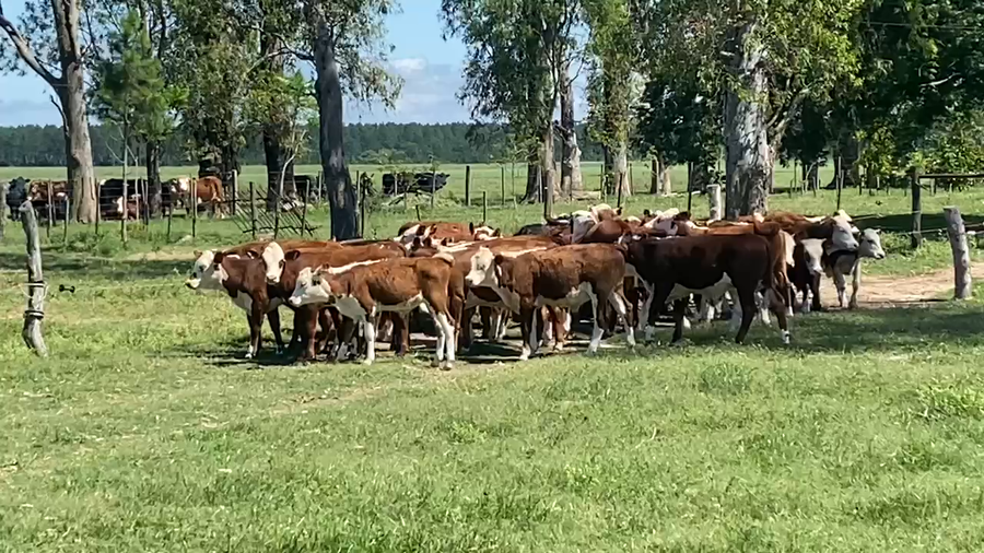 Lote 39 Terneros/as en Esquina, Corrientes