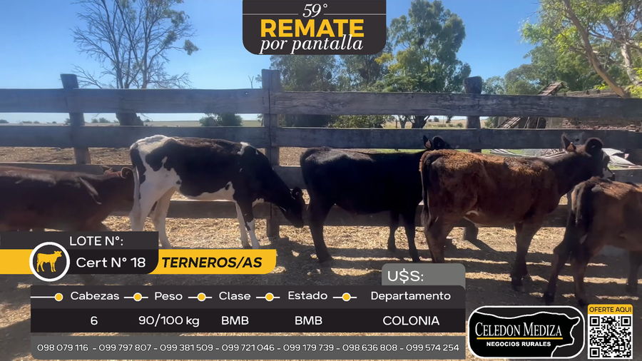 Lote 6 Terneros y Terneras en Colonia Arrube, Colonia