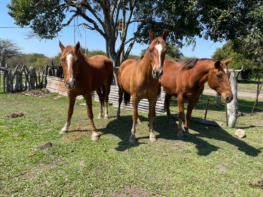 Lote 3 Yeguas Montadas en Corrientes, Curuzú-Cuatiá