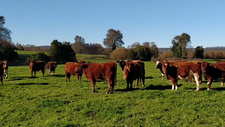 Lote 55 Novillo Engorda en Fresia, X Región Los Lagos