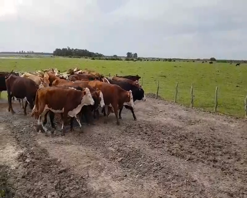 Lote 35 Novillos en Esquina, Corrientes