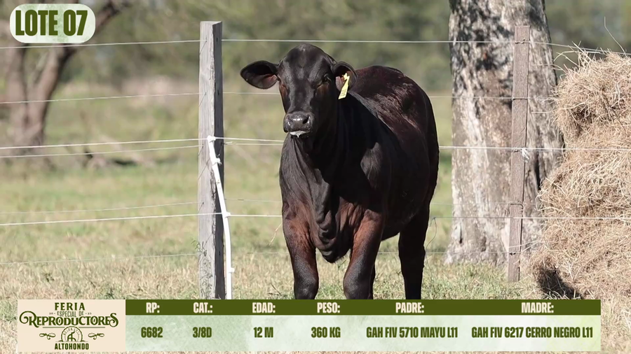 Lote LOTE 7