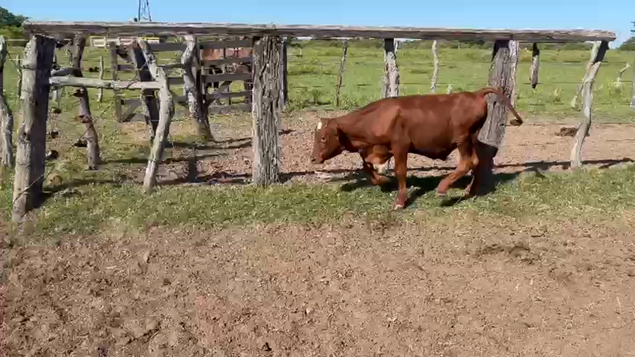 Lote 120 Terneros/as