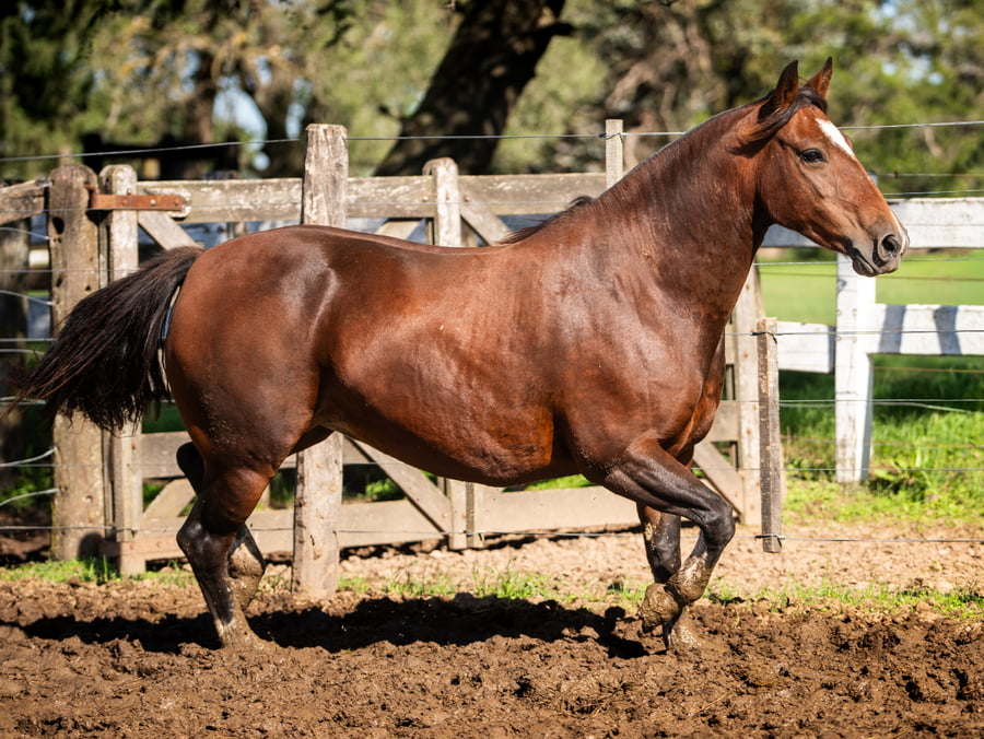 Lote CINCO-AR ANTIGONA