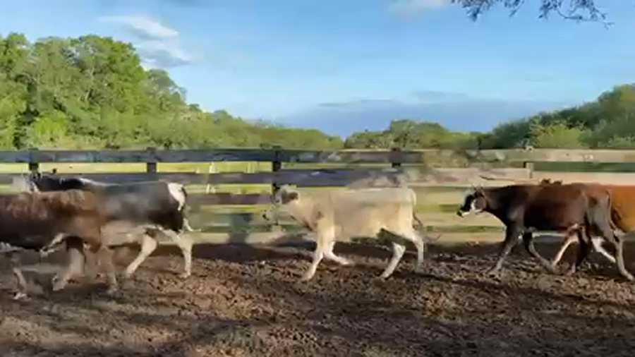 Lote 105 Novillitos en Pto. Eva Perón, Chaco