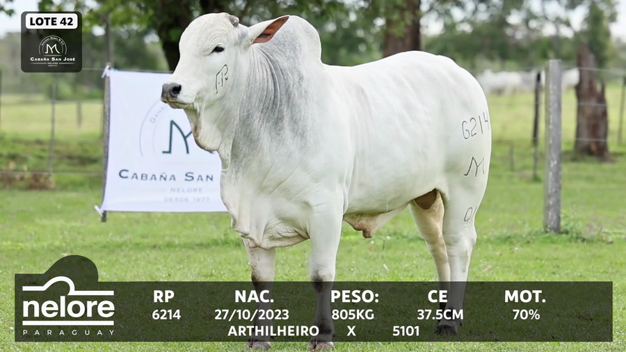 Lote LOTE 42