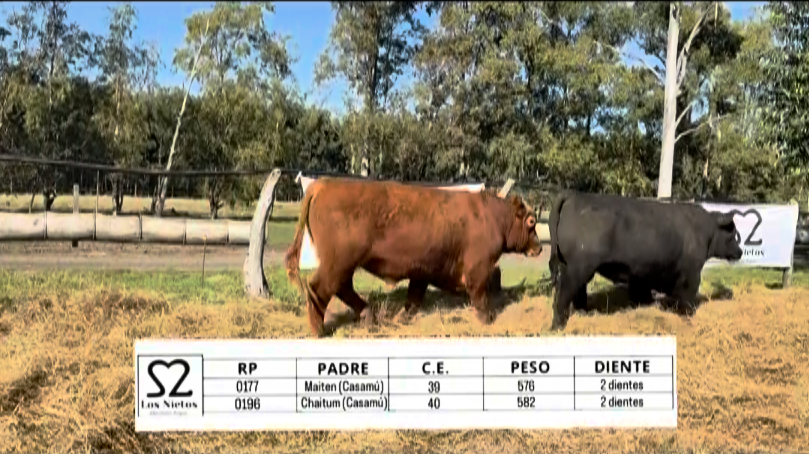 Lote TOROS ABERDEEN ANGUS "LOS NIETOS"