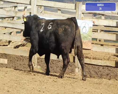 Lote 1 Toro en Coyhaique, XI Región Aysén