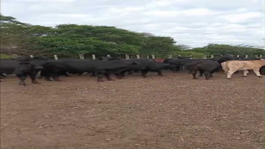 Lote 48 Novillitos
