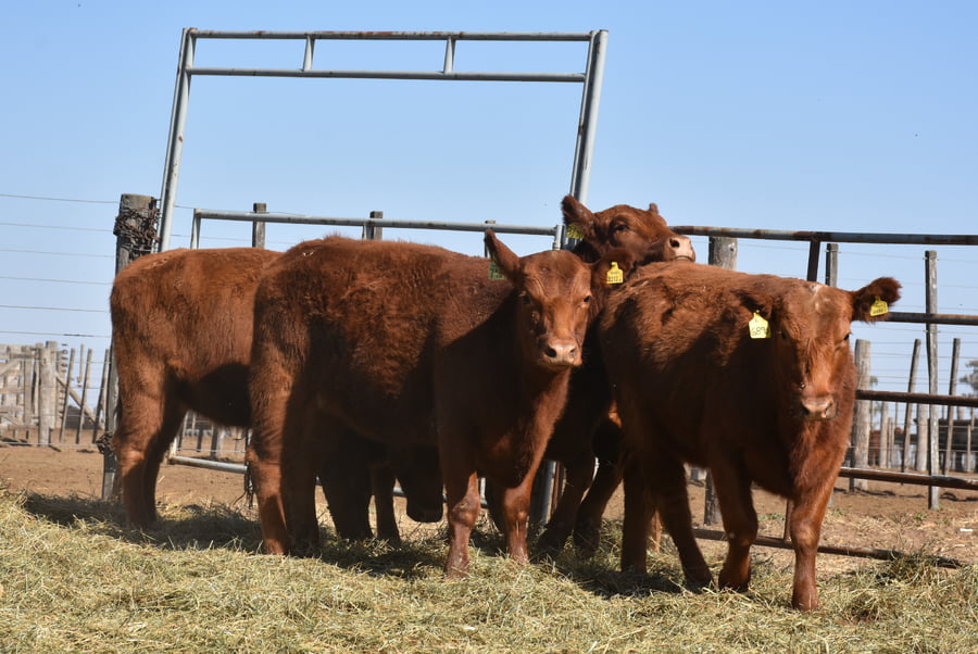 Lote VAQUILLONAS MAS CON GARANTÍA DE PREÑEZ (Corral 14)