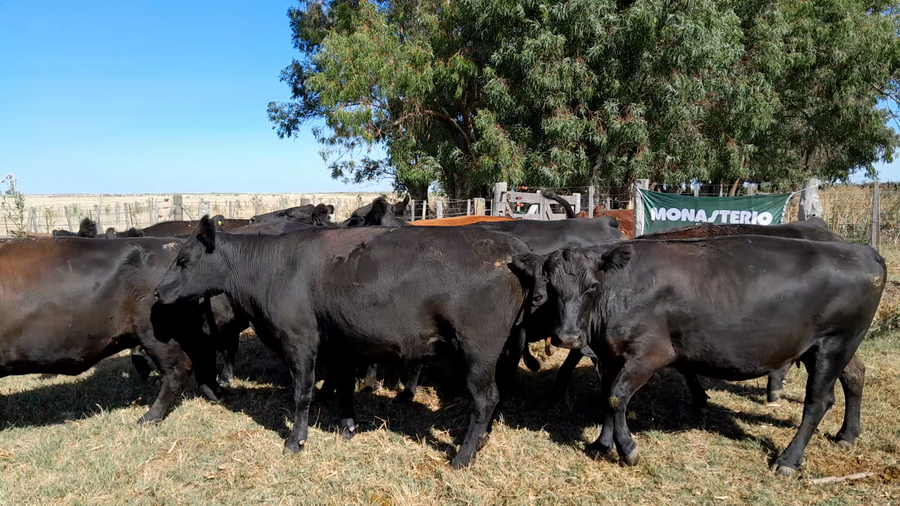 Lote 12 Vacas nuevas Preñadas