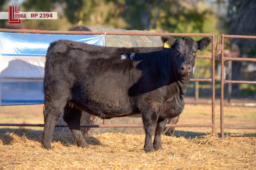 Lote VAQUILLONAS ANGUS  PP