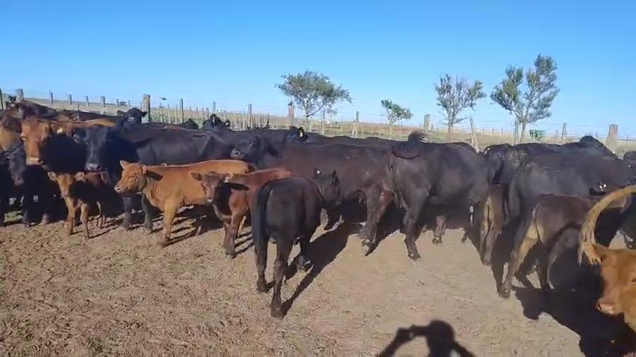 Lote 40 Vacas CUT c/cría