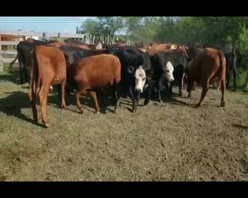 Lote 70 Novillitos en Villaguay, Entre Ríos