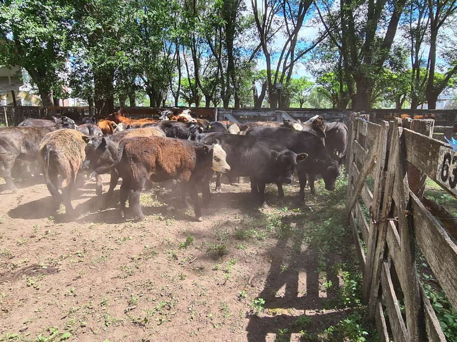 Lote 29 Novillitos en Gral. Lamadrid, Buenos Aires