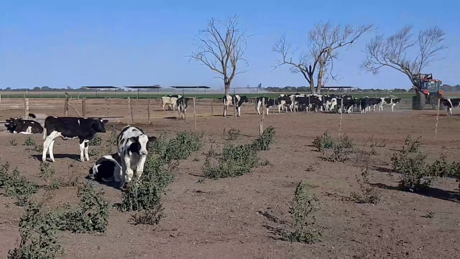 Lote 10 Terneros en Sunchales, Santa Fe