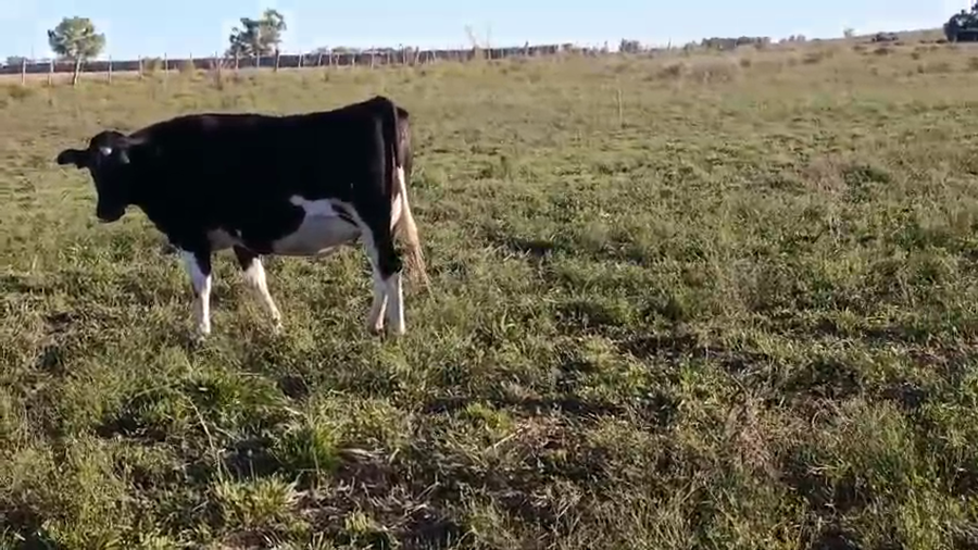 Lote Vaquillonas  a remate en Pantalla Camy - Aniversario 31 Años 500kg - , San José