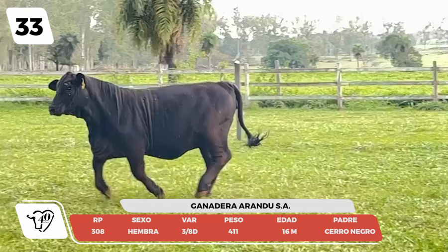 Lote LOTE 33 - JUNIOR