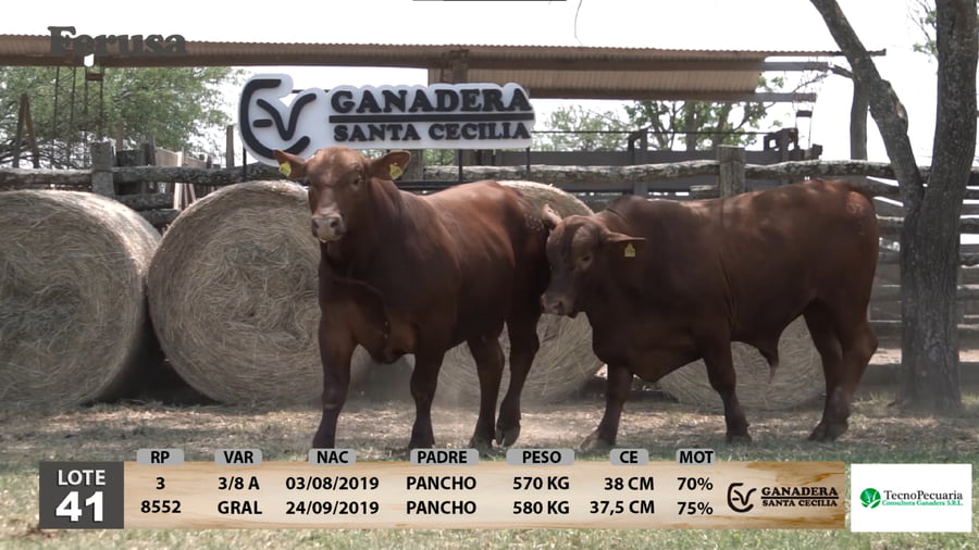 Lote Ganadera Santa Cecilia - Lote 41