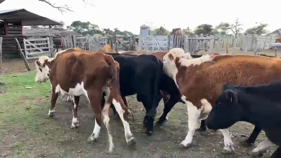 Lote 59 Vacas de invernar en La Paz, Entre Ríos