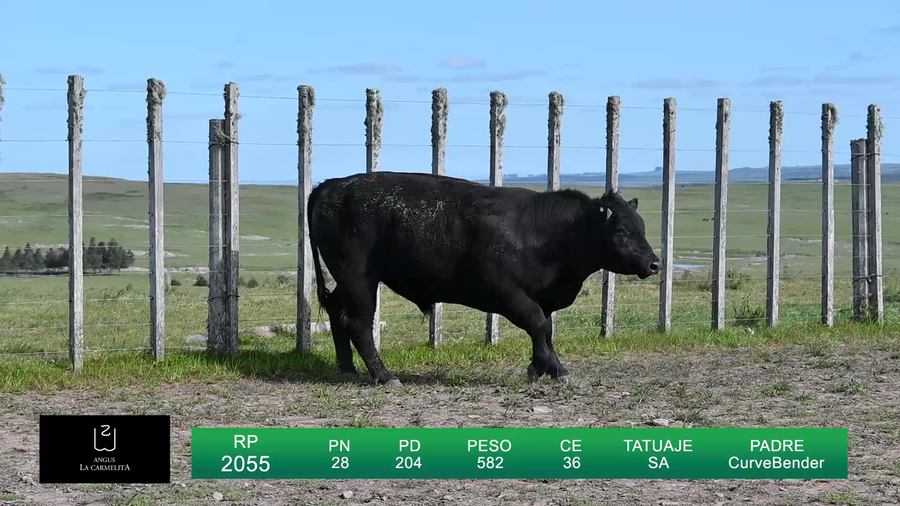 Lote TOROS LA CARMELITA