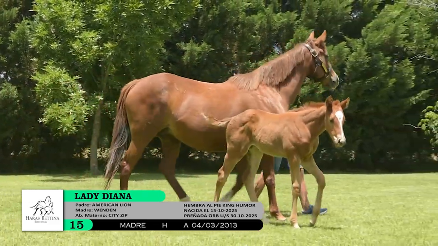 Lote LADY DIANA