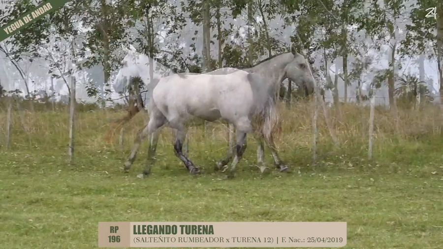 Lote LLEGANDO TURENA