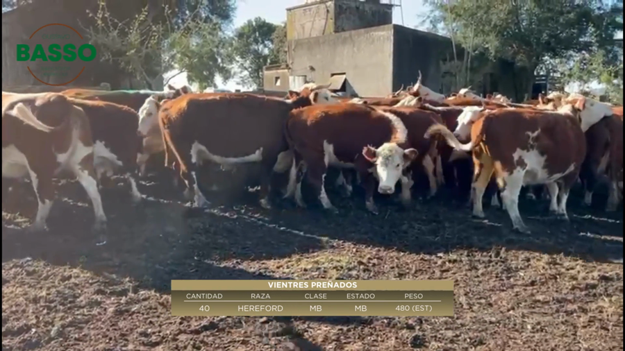Lote 40 Vientres Preñados en Chamizo, San José