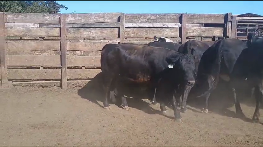 Lote 20 Vaquilla Gorda en Los Ángeles, VIII Región Biobío