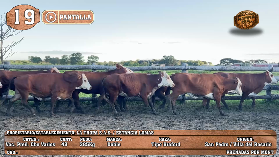 Lote LOTE 19 - POR PANTALLA