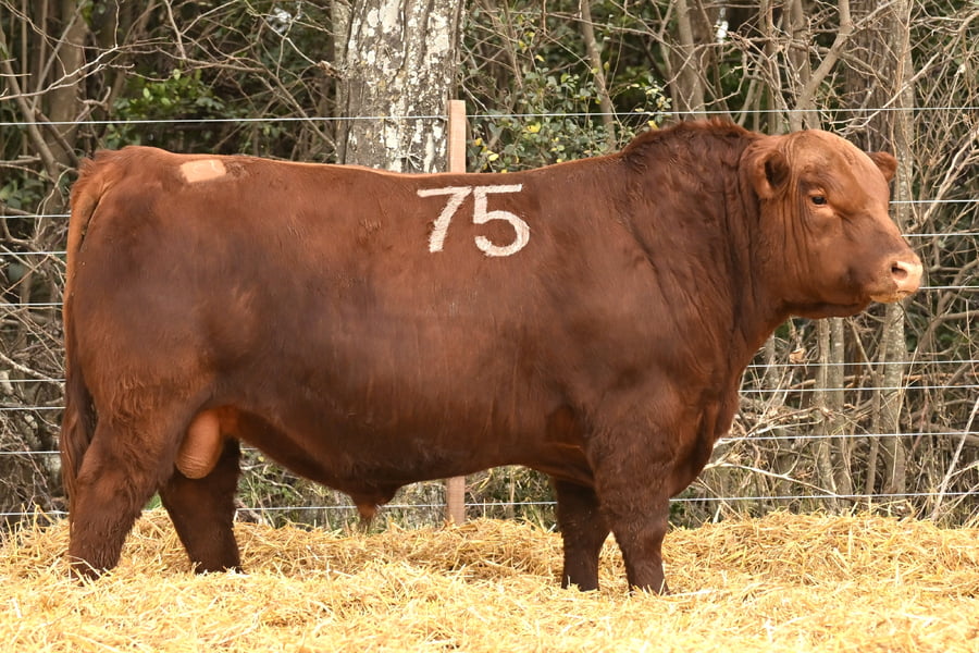 Lote TOROS ANGUS PC