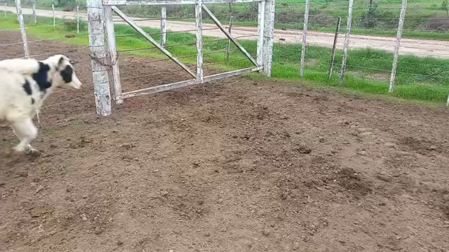 Lote 11 NOVILLITOS HOLANDO ARGENTINO EN PORTEÑA, CÓRDOBA