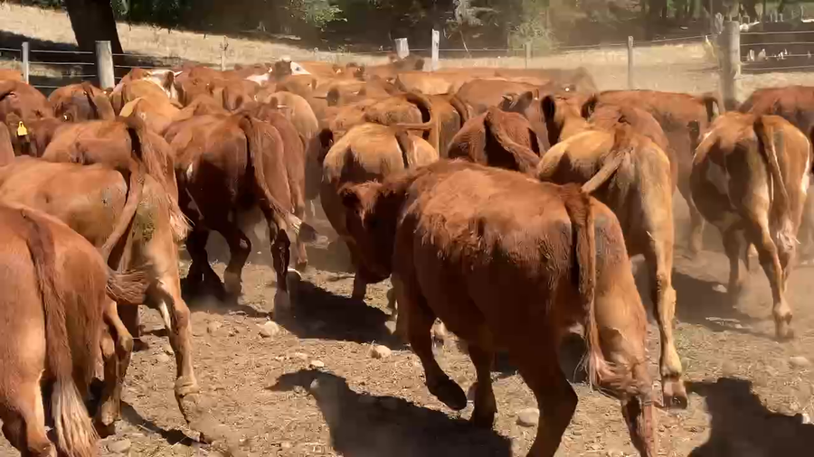 Lote 50 Novillo Engorda en Los Lagos, XIV Región Los Ríos