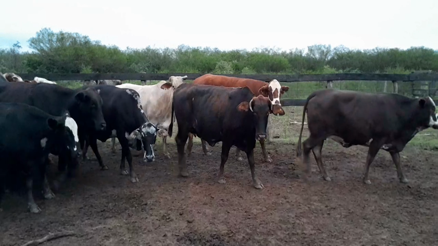 Lote 45 Vaca Consumo