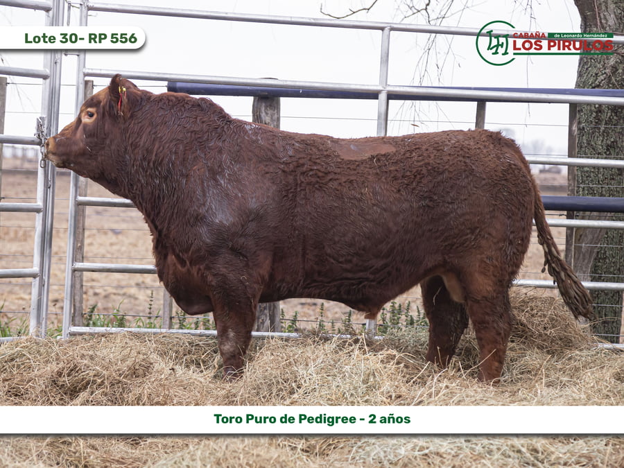 Lote TOROS PUROS DE PEDIGREE - 22/24 meses