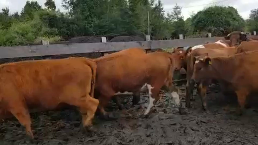 Lote 54 Vaquilla Engorda en Osorno, X Región Los Lagos