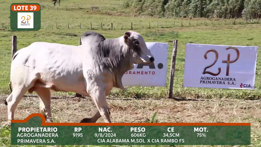 Lote 2P PRIMAVERA