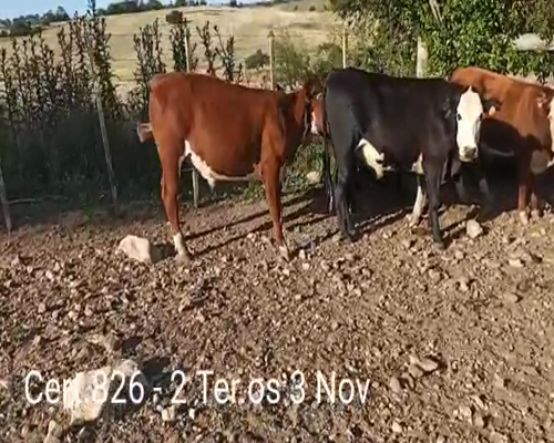 Lote NOVILLOS DE 1 A 2