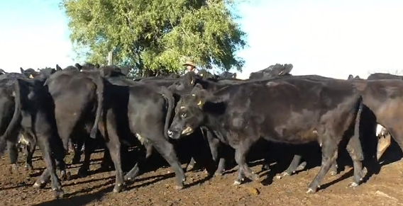 Lote (Vendido)36 Vacas de Invernada 30 AA,  4 AAx HE y 2 AAxx,  a remate en 221˚ Remate Plaza Rural 422kg - , Artigas