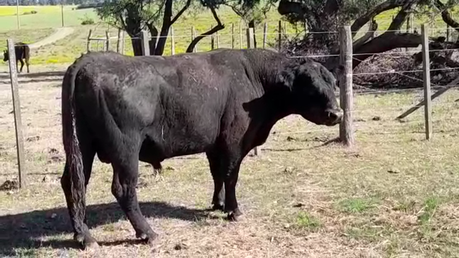 Lote (Vendido)Toros de industria a remate en PANTALLA FEDERICO GARLAND 550kg - , Colonia