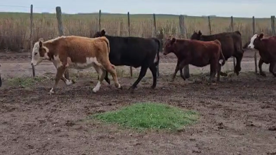 Lote Terneros/as en Los Toldos, Buenos Aires