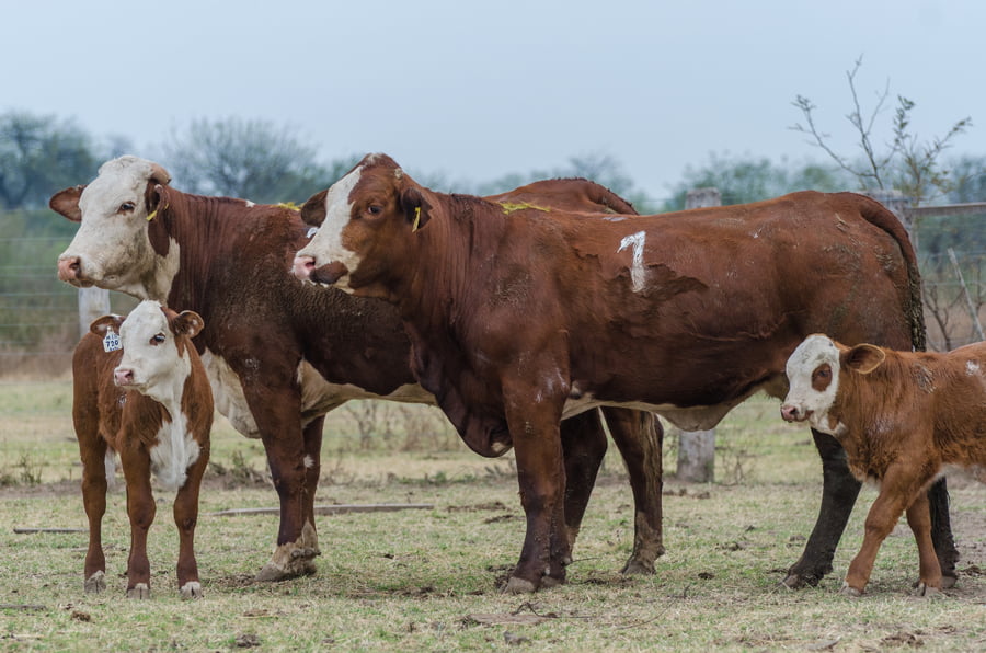 Lote Corral 52 - CABAÑA MILENA