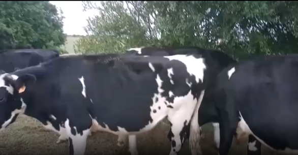 Lote 7 Novillos en San José