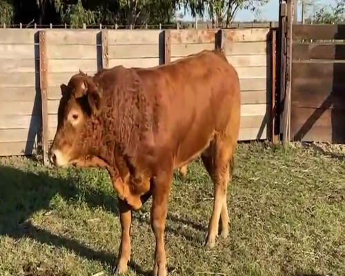 Lote 1 Toros reproductor en Gral. Rodríguez, Buenos Aires