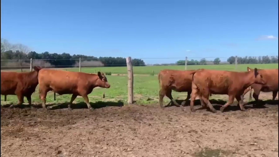 Lote 22 Vaquillonas C/ gtia de preñez