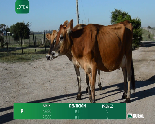 Lote VACAS  EN PRODUCCIÓN