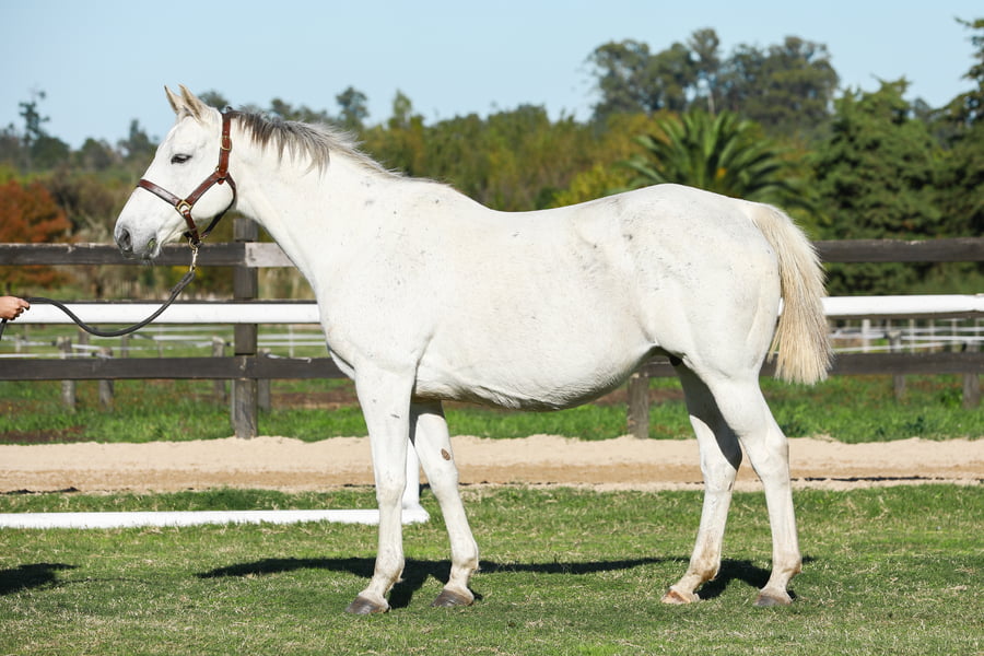 Lote PRECIOUS ZUCA (BRZ)