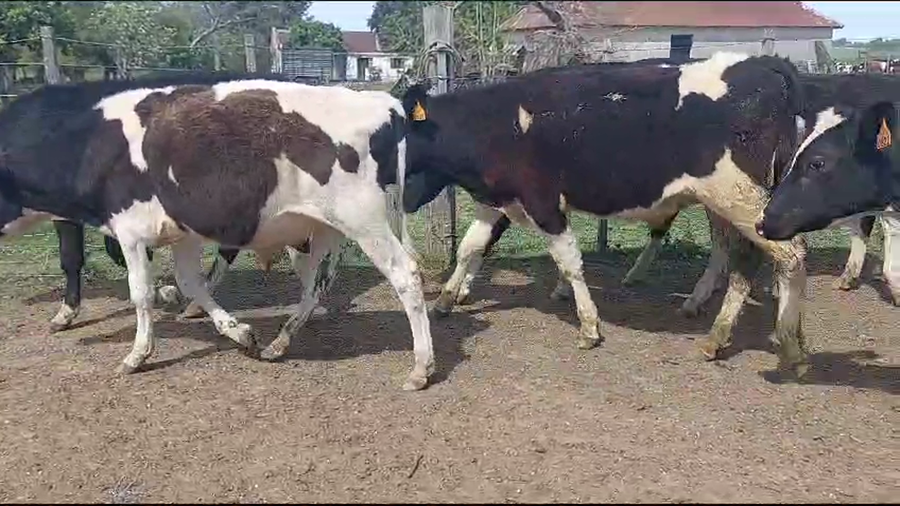 Lote 32 Terneros Holando a remate en Remate por pantalla de la Exposición de San José, San José