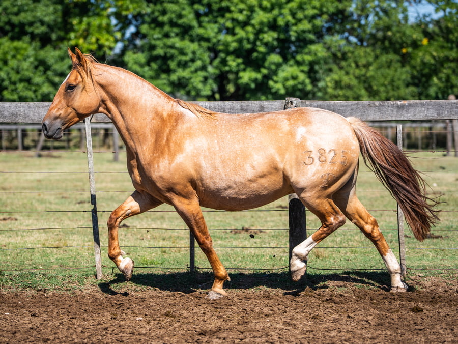 Lote DEL SIETE BALCA
