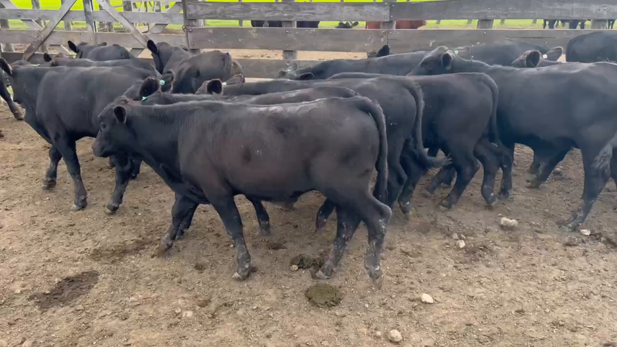 Lote 30 Terneros en Durazno, Entre Ríos